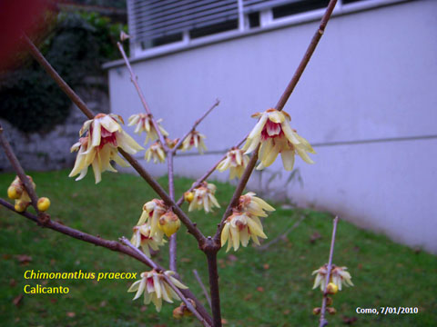 03. Chimonanthus Praecox - Calicanto 2