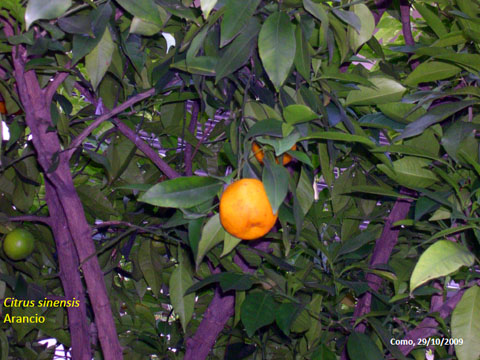 11. Citrus Sinensis - Arancio 3