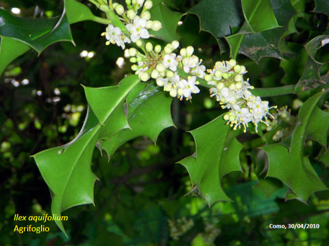 12. Ilex Aquifolium - Agrifoglio 1