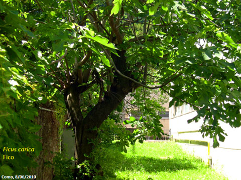 39. Ficus Carica - Fico 1