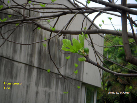 40. Ficus Carica - Fico 2