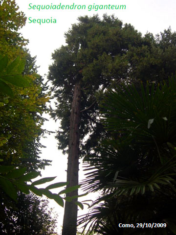 45. Sequoiadendrum Giganteum - Sequoia