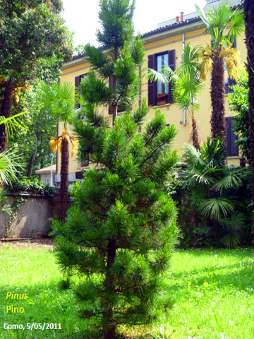 47. Pinus - Pino 1